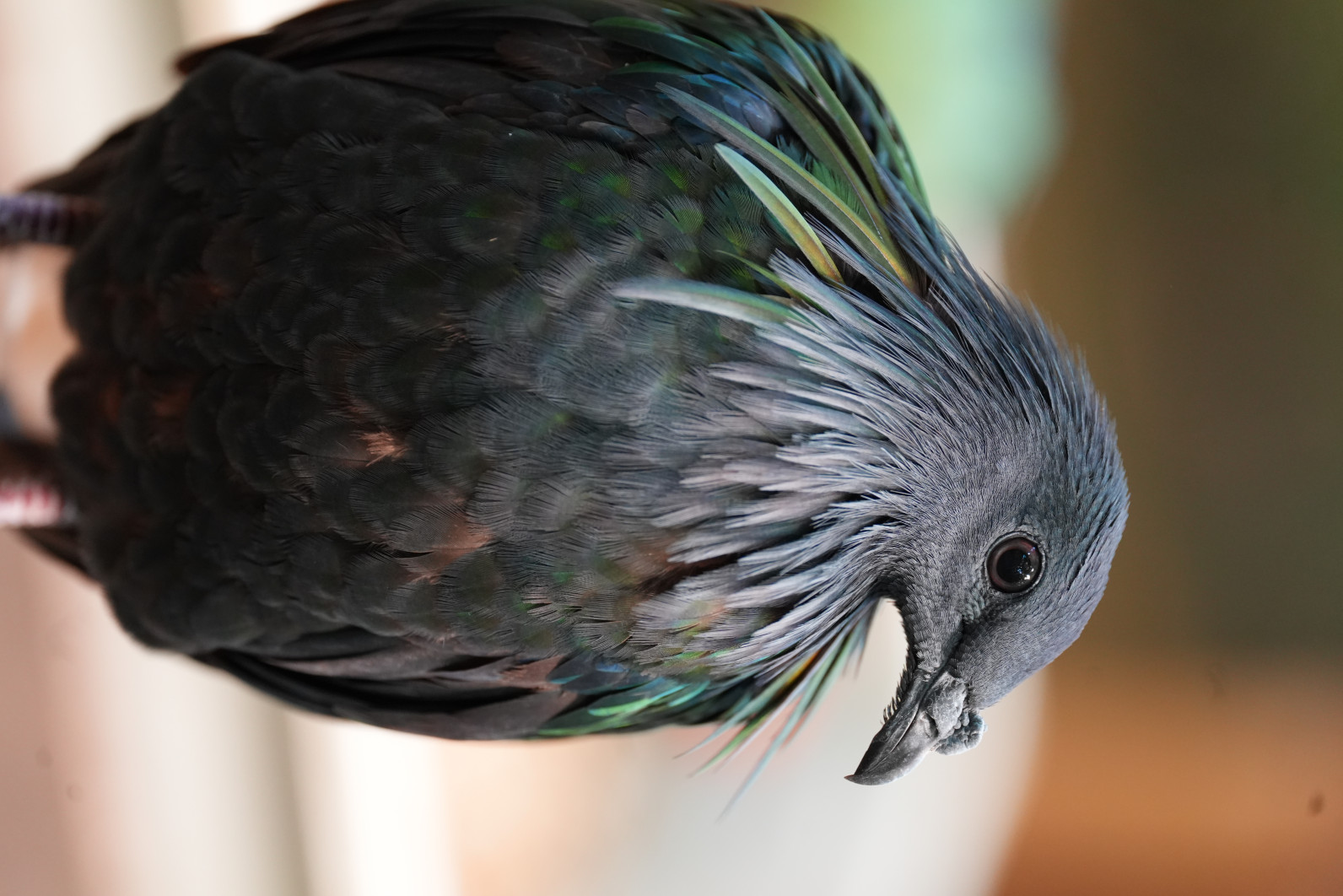1/30 s, f/4.5, ISO 3200, 400 mm