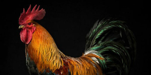 Kury sfotografowane jak ludzie