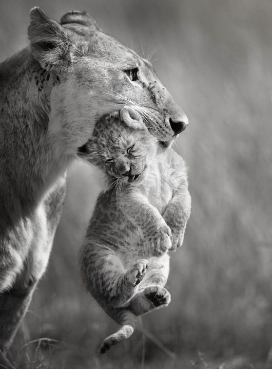 Little Mush, fot. Vicki Jauron (USA). Finalista The Greatest Maasai Mara Photographer of the Year



Widzieliśmy tę lwicę kilka dni wcześniej i podejrzewaliśmy, że była matką, która polowała, a młode gdzieś ukryła. Po kilku dniach w końcu ją wytropiliśmy z młodymi. Był piękny poranek, tata był w pobliżu, chłonąc słońce, podczas gdy mama i jej siostra zabrały młode na spacer. W pobliżu było bardzo mało pojazdów, więc miała możliwość swobodnego poruszania się.