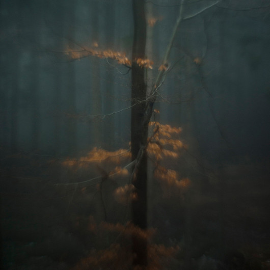 fot. Taida Tarabuła, Deep Into, 1. miejsce w podkategorii Trees profesjonalnej kategorii Nature.

Seria zdjęć natury mająca obrazować wewnętrzne przeżycia autorki.