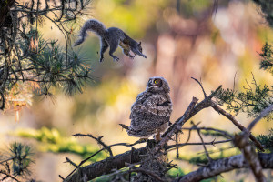 Śmieszne zwierzaki powracają. Oto finaliści Nikon Comedy Wildlife Awards 2026
