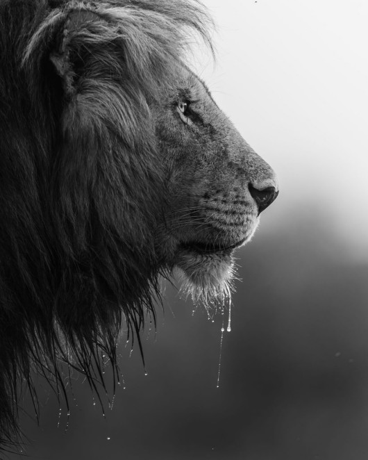 Droplets, fot. Andrew Liu (USA). Finalista The Greatest Maasai Mara Photographer of the Year



Znaleźliśmy Short-Taila wylegującego się tuż po wschodzie słońca. Po tym jak napił się z pobliskiej kałuży, mogliśmy sfotografować wodę spływającą z jego grzywy i brody.