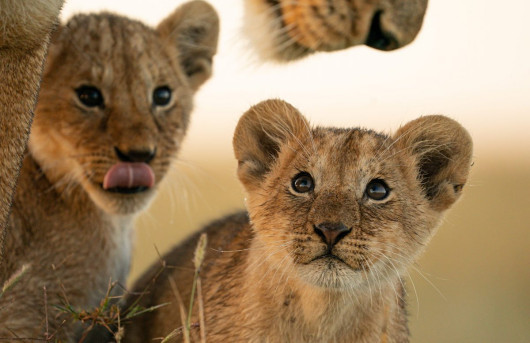 The Probing Eyes, fot. Ashisha Ranjana (ZEA). Finalista The Greatest Maasai Mara Photographer of the Year



 To było piękne poranne safari w Maasai Mara. Nasz przewodnik zdecydował się zabrać nas do Topi Pride, ponieważ widziano tam lwy wędrujące po swoim terytorium w poszukiwaniu jedzenia. Zauważyliśmy młode u podnóża wzgórz. Czekaliśmy ponad 45 minut, zanim mogliśmy zobaczyć stado lwic zbliżających się do swoich młodych. Ustawiliśmy nasz pojazd blisko mrowiska, mając nadzieję, że lwice wejdą na nie, a młode podążą za nimi. Okazało się, że mieliśmy rację i kiedy jedna z lwic podeszła do swoich młodych, mieliśmy swój moment, w którym zrobiliśmy kilka zdjęć z bliska w ciepłym porannym słońcu.
