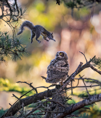 Śmieszne zwierzaki powracają. Oto finaliści Nikon Comedy Wildlife Awards 2026