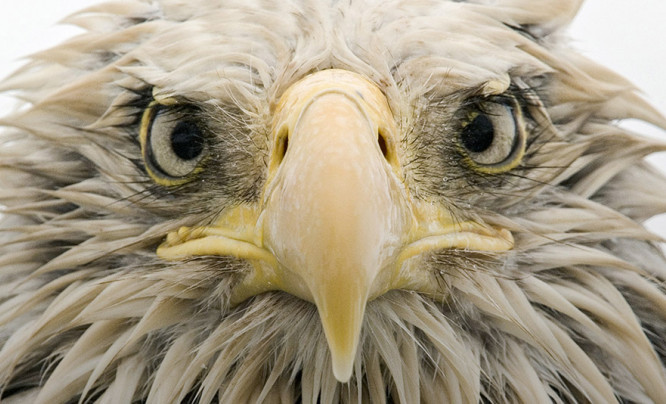  Wildlife Photographer of the Year 2017 - zdjęcia finalistów