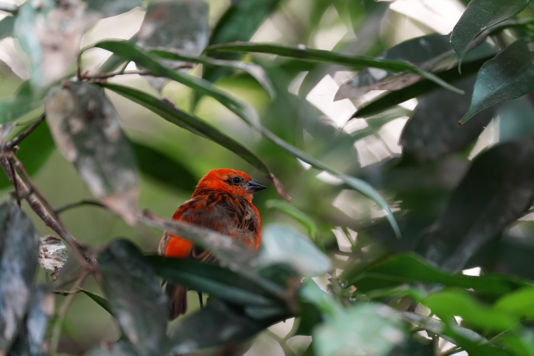 1/160 s, f/4.5, ISO 3200, 400 mm
