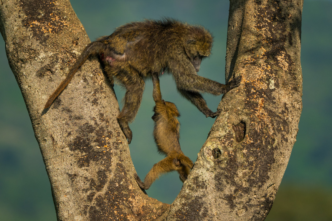 Fot. Andy Parkinson, "Hercules the Baboon", zdjęcie finałowe / Nikon Comedy Wildlife Photograpy Awards 2026