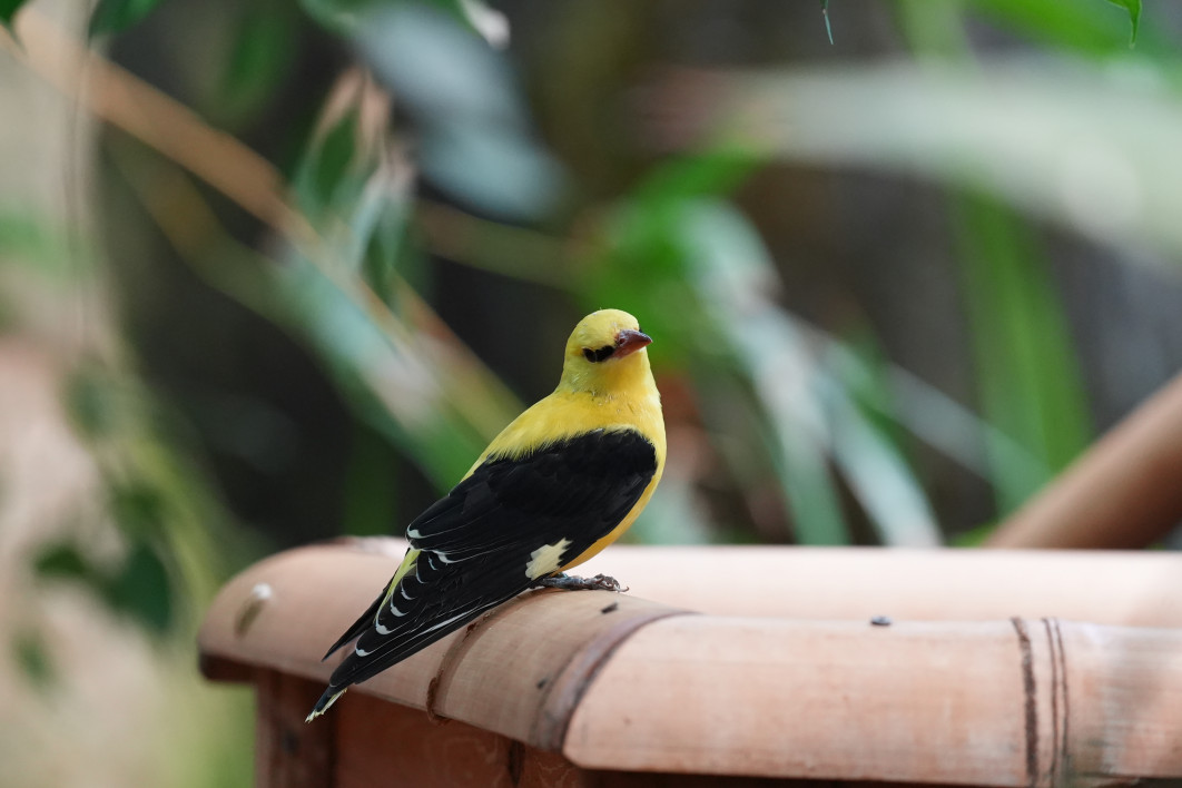 1/160 s, f/4.5, ISO 3200, 400 mm, crop APS-C