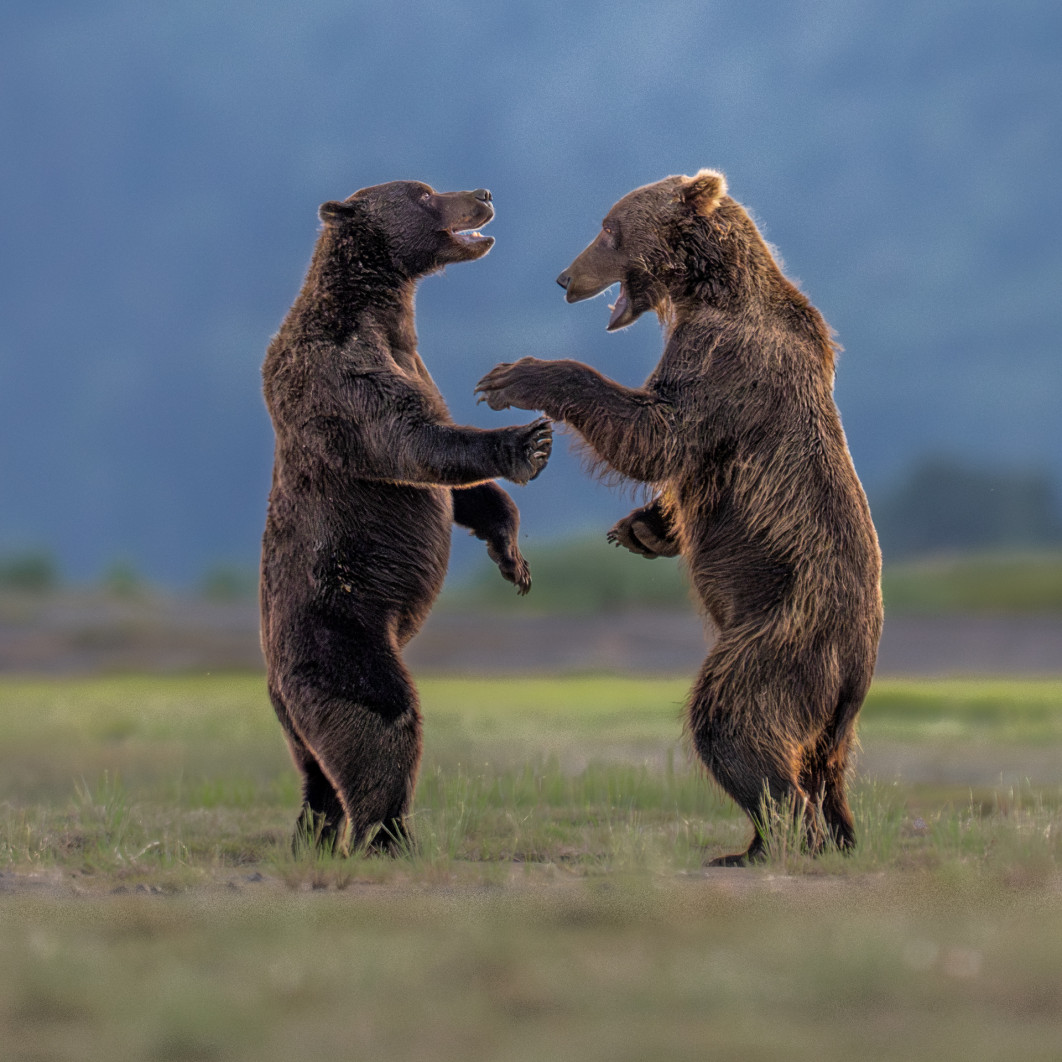 Fot. Charles Janson, "Bears sharing a Joke", zdjęcie finałowe / Nikon Comedy Wildlife Photograpy Awards 2026
