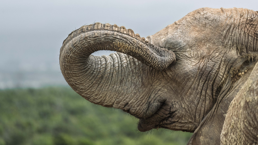 Fot. Cliff Fawcett,  "When you spot your blind date and realise the profile pic was a lie", zdjęcie finałowe / Nikon Comedy Wildlife Photograpy Awards 2026