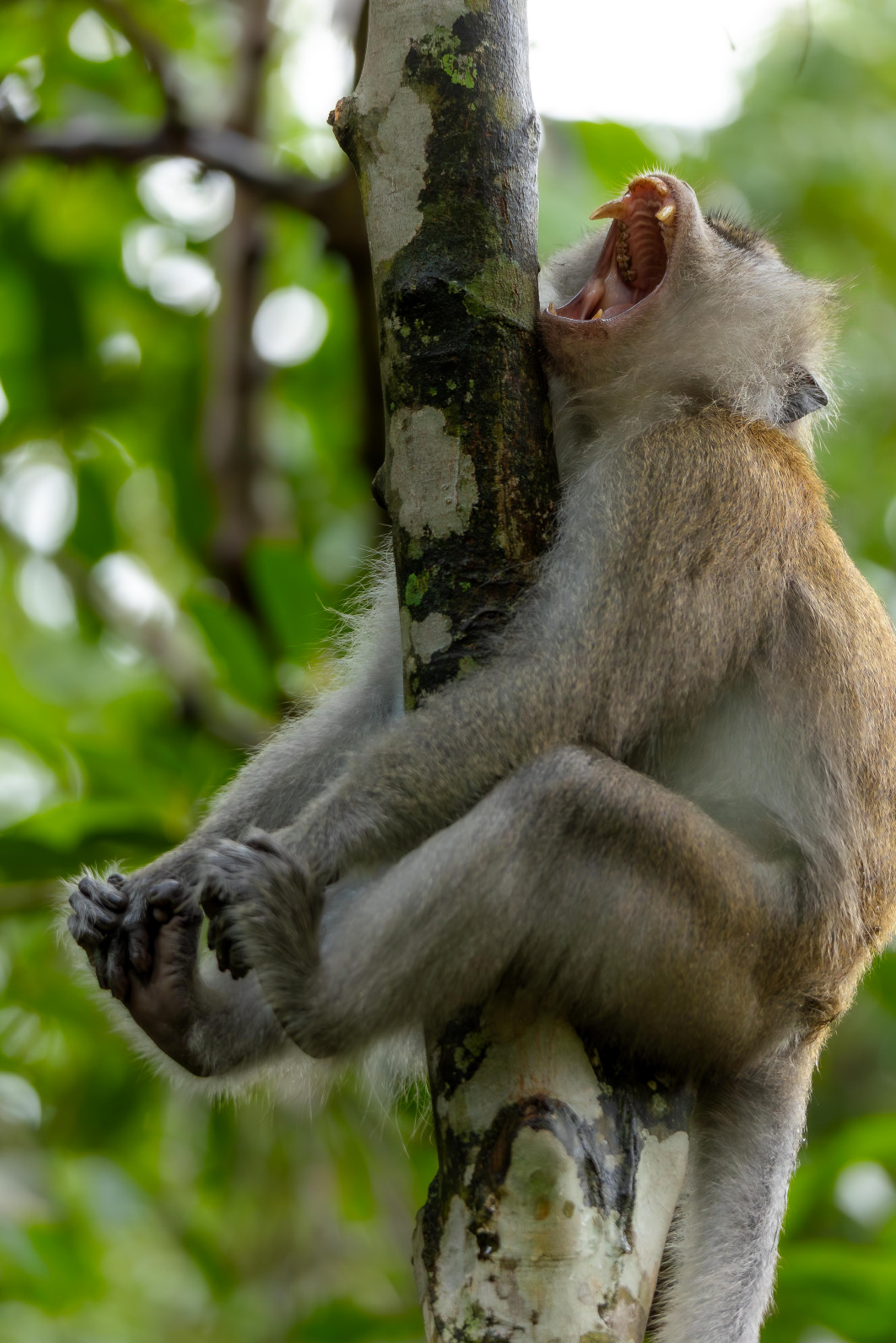 Fot. David Lee, "The Leap He'll Never Forget", zdjęcie finałowe / Nikon Comedy Wildlife Photograpy Awards 2026