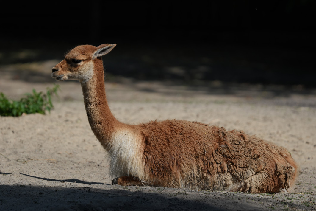 1/2500 s, f/5.6, ISO 400, 400 mm