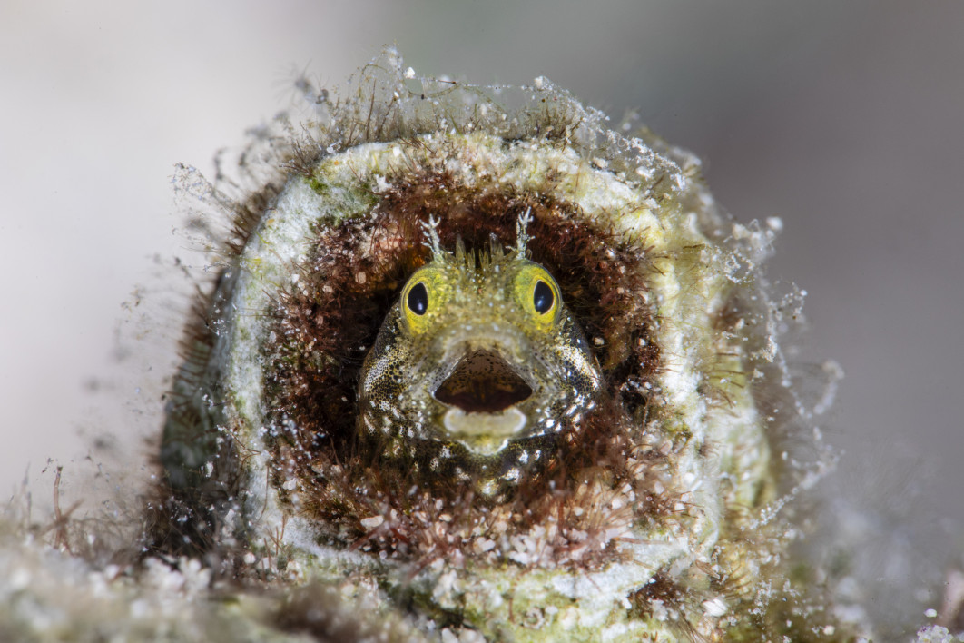 Fot. Fabi Fregonesi, "Did I sleep past my alarm?", zdjęcie finałowe / Nikon Comedy Wildlife Photograpy Awards 2026