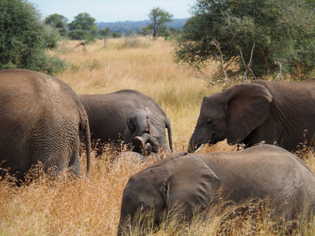 Fot. Hannah Dietl, "Cheeky little Elephant", zdjęcie finałowe / Nikon Comedy Wildlife Photograpy Awards 2026