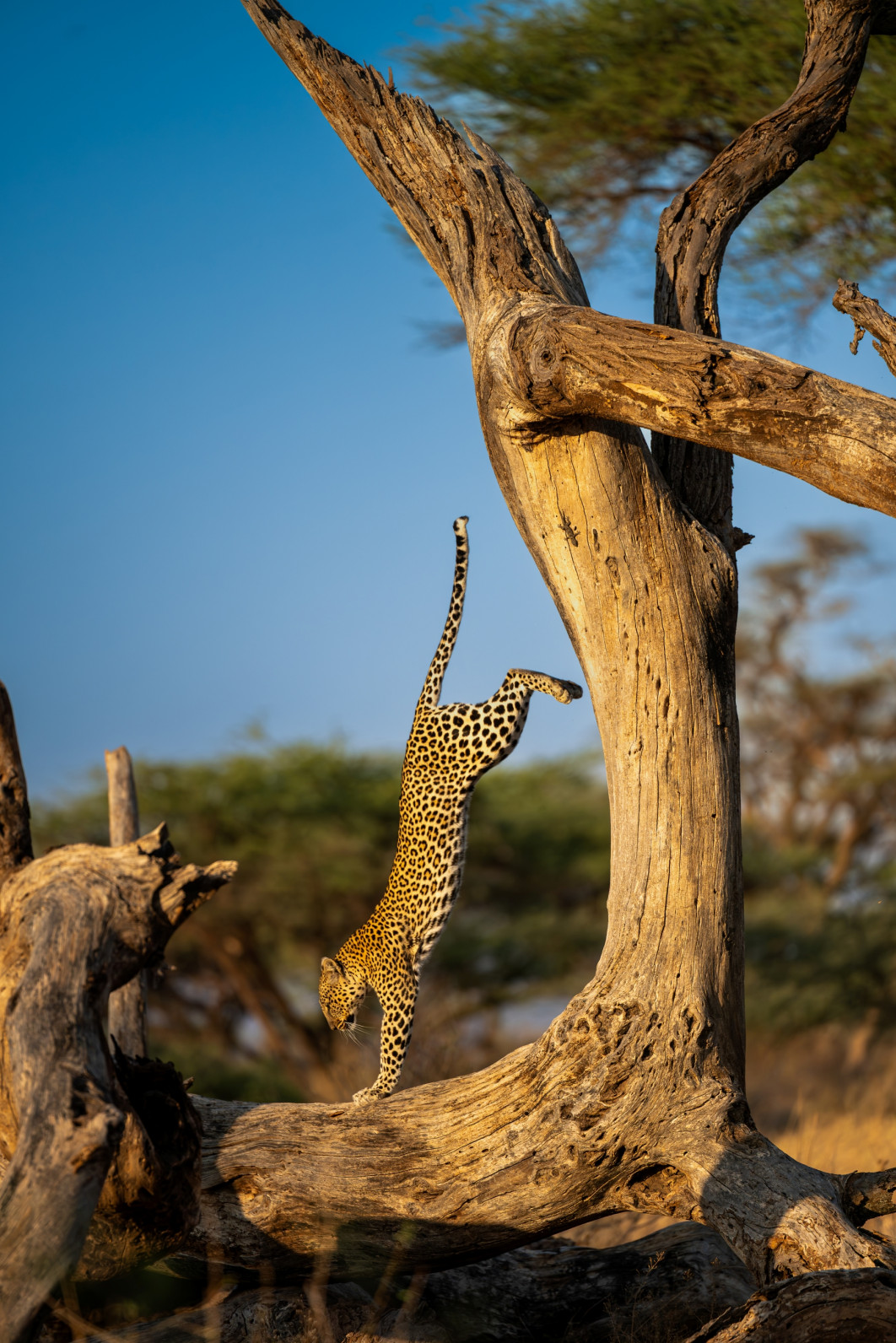 Fot. Homagni Sahana, "The Handstand", zdjęcie finałowe / Nikon Comedy Wildlife Photograpy Awards 2026