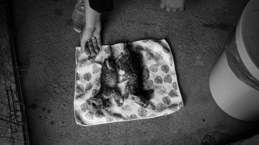 Fot. Mikołaj Szymkowiak,  Technikum TEB Edukacja kierunek Fotografia i Multimedia, 1. miejsce w kat. Young Poland - Stories / Grand Press Photo 2024 Trzy lata temu schronisko dla zwierząt w Gnieźnie zmieniło kierownictwo. Wydawało się, że wszystko będzie lepsze. Zniknie koci katar, parwowiroza czy też ludzka zawiść. Z tymi przeciwnościami zmagać się muszą pracownicy gnieźnieńskiego schroniska. Reportaż pokazuje problem praw zwierząt oraz ich bezdomności, bez cenzury.