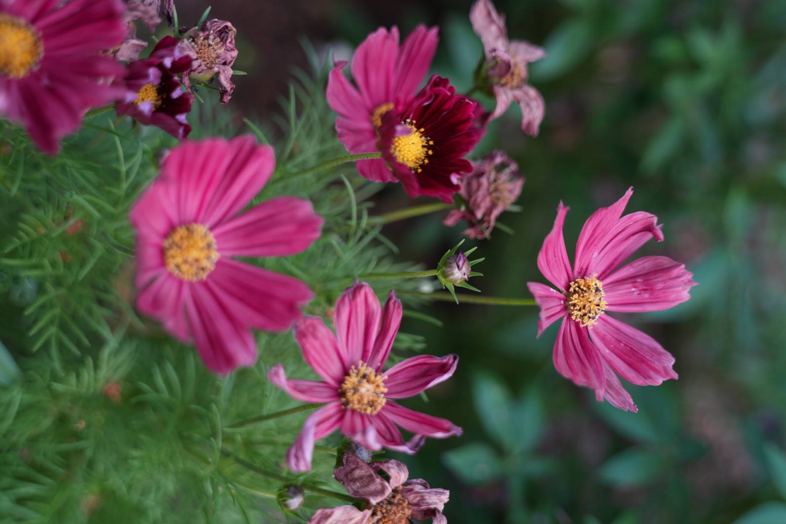 1/125 s, f/2.8, ISO 500, 50.0 mm