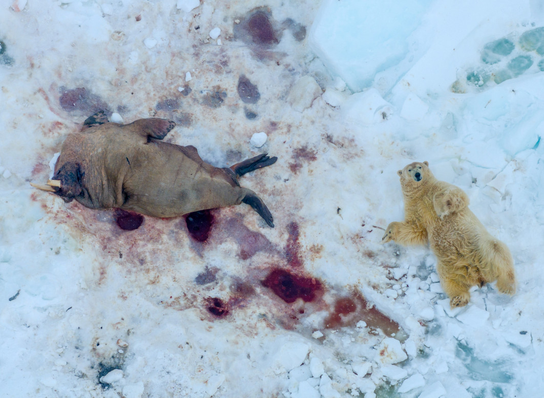 Fot. Pål Hermansen, "Polar Meal", 1. miejsce w kat. Mammals / Nature Photographer of the Year 2025