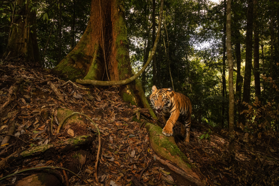 Fot. Vladimir Cech Jr., "The Hidden Grail of Sumatra Island", 2. miejsce w kat. Mammals / Nature Photographer of the Year 2025