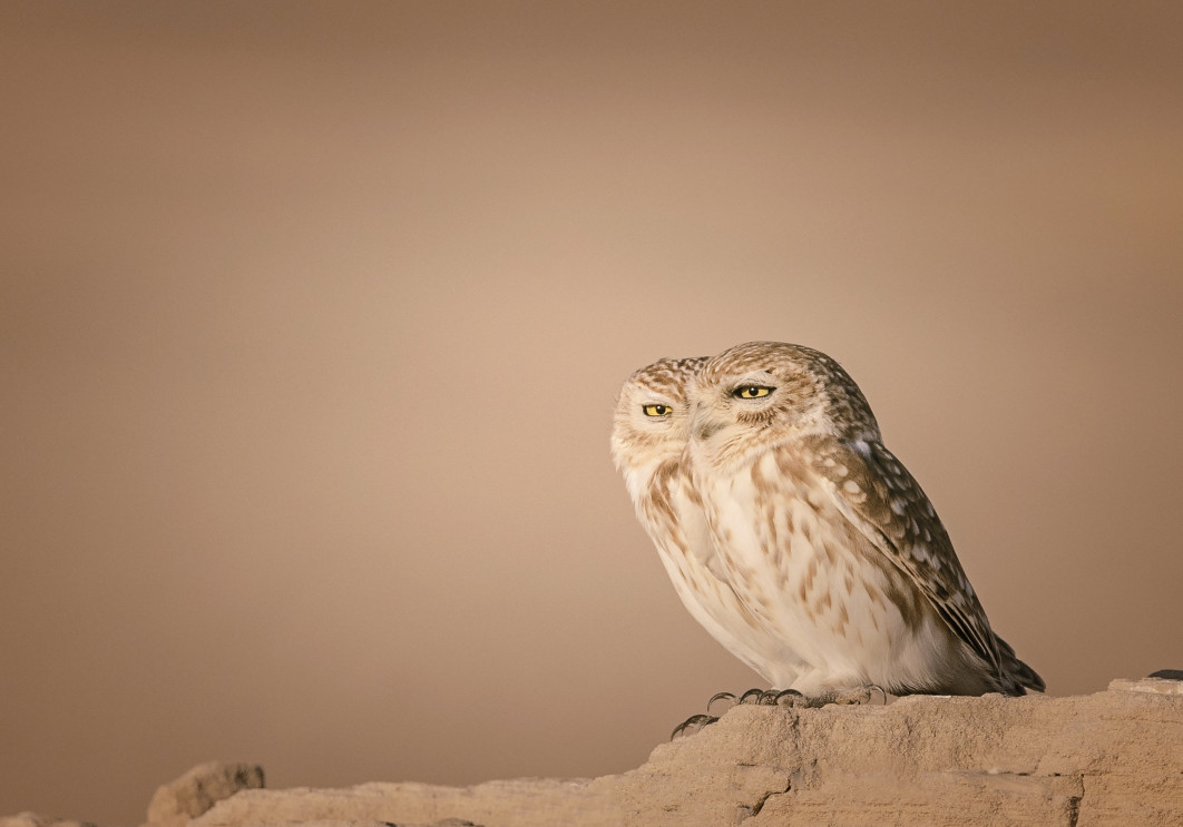Fot. Lynn Emery, "Two Birds one Vision", zdjęcie finałowe / Nikon Comedy Wildlife Photograpy Awards 2026