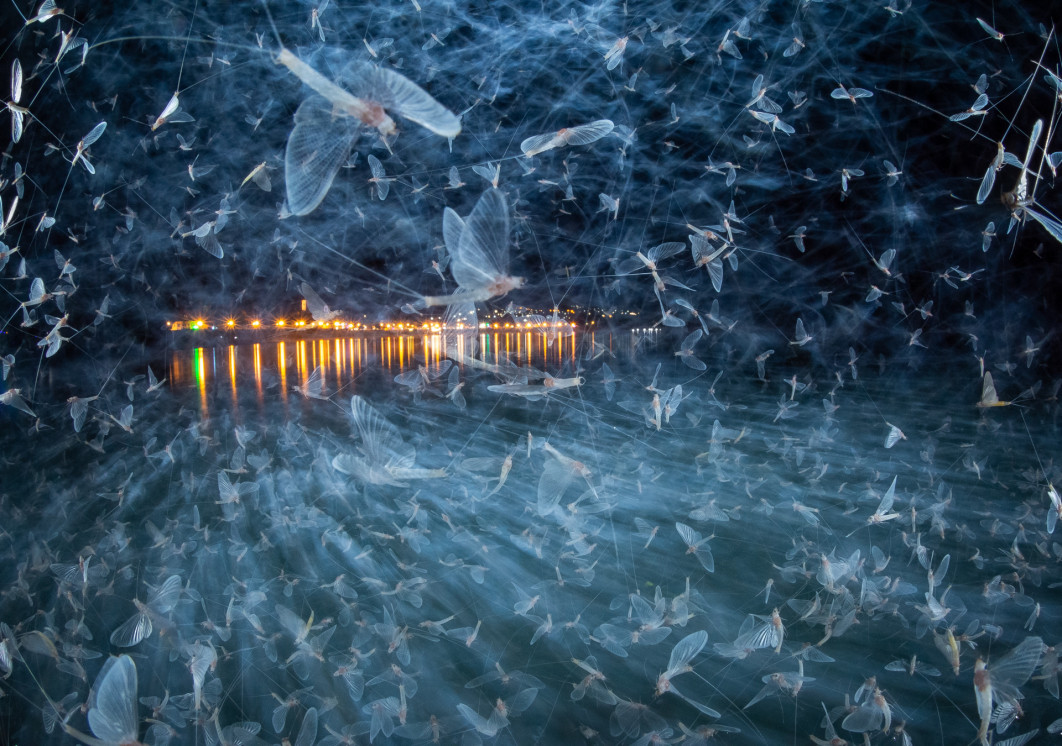 Fot. Imre Potyó, "Blue Army", 2. miejsce w kat. Other Animals / Nature Photographer of the Year 2025