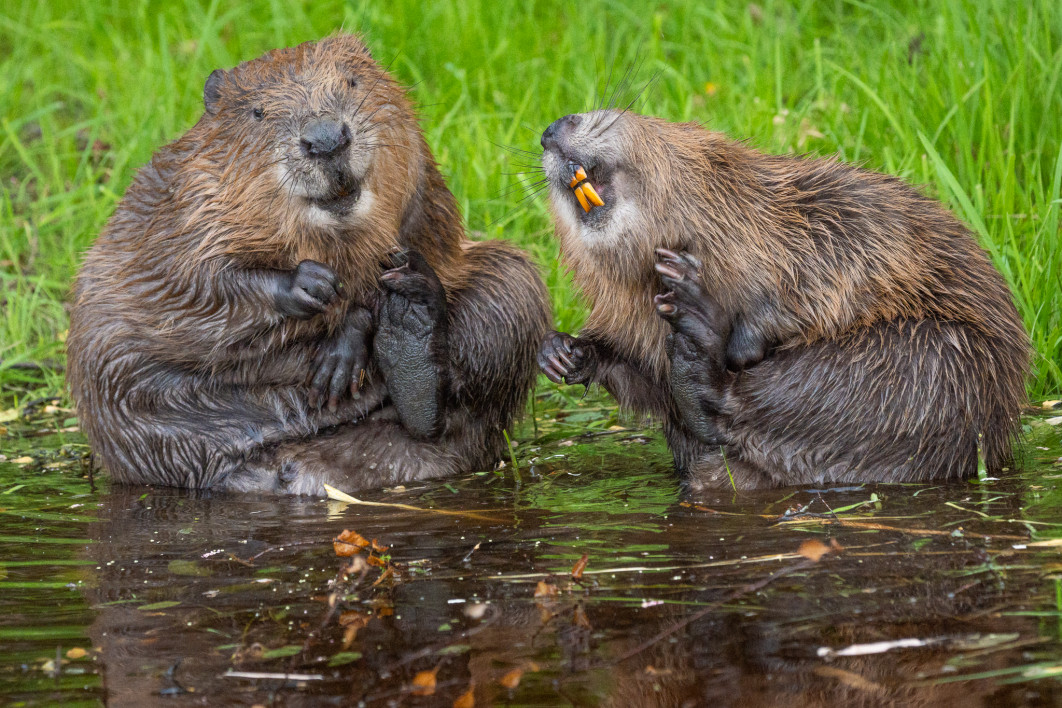 Fot. Natalie Veekmans, "This is my best side", zdjęcie finałowe / Nikon Comedy Wildlife Photograpy Awards 2026