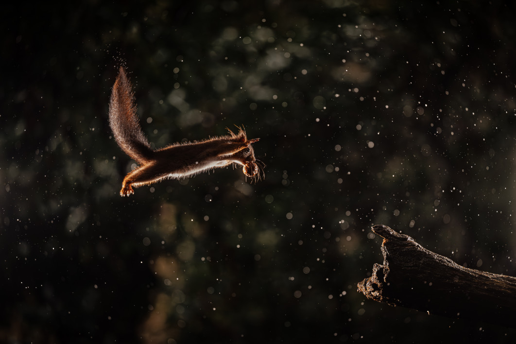 Fot. Remi Schnel, "Squirrelwars", zdjęcie finałowe / Nikon Comedy Wildlife Photograpy Awards 2026 