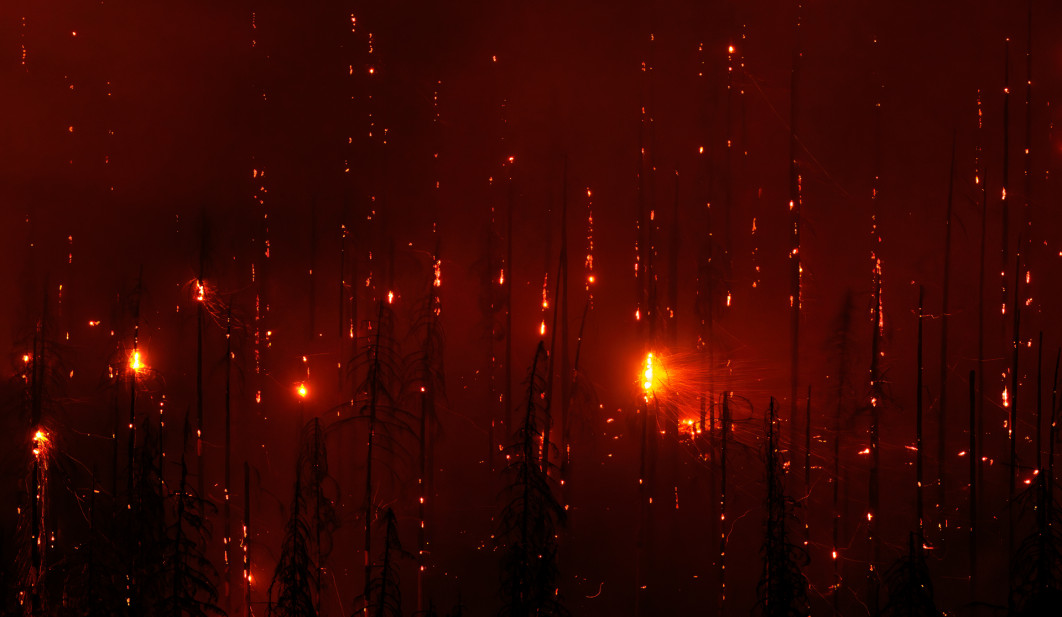 Fot. Tobias Richter, "Inferno", 1. miejsce w kat. Plants and Funghi / Nature Photographer of the Year 2025 