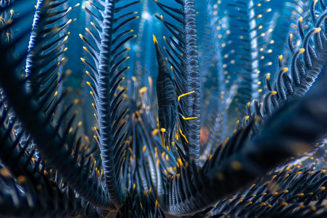 Fot. Luis Arpa Toribio, "Featherhome", 1. miejsce w kat. Underwater / Nature Photographer of the Year 2025