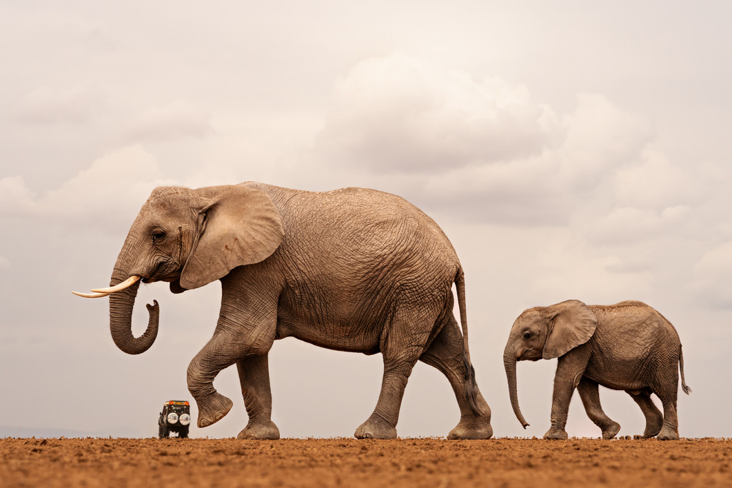 Fot. Shailza Singhal, "Just a gentle nudge fort traffic discipline", zdjęcie finałowe / Nikon Comedy Wildlife Photograpy Awards 2026