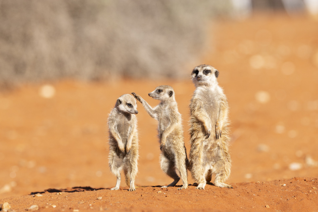 Fot. Subi Sridharan, "Hair check before the family photo", zdjęcie finałowe / Nikon Comedy Wildlife Photograpy Awards 2026