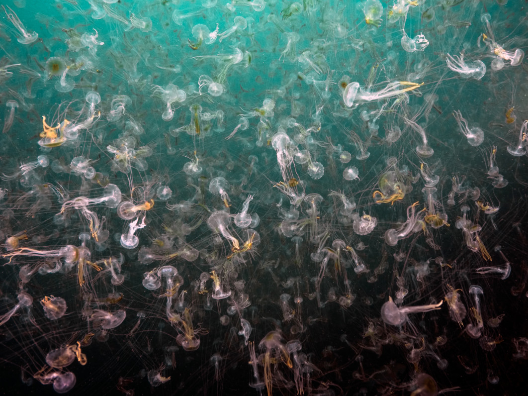 Fot. Alex Varani, "Jellyfish Watercolour", 2. miejsce w kat. Underwater / Nature Photographer of the Year 2025