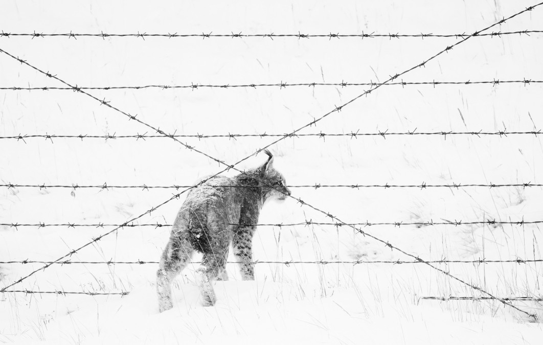 Fot. Xingchao Zhu, "Difficult Crossing", 1. miejsce w kat. Human &amp; Nature / Nature Photographer of the Year 2025