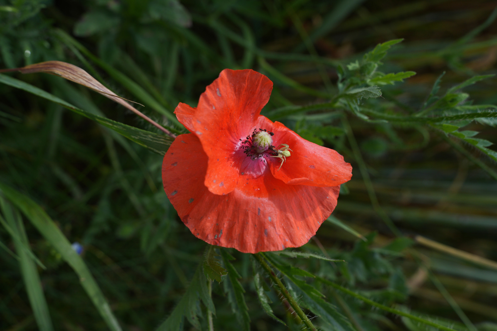 1/320 s, f/8, ISO 320, 49.0 mm