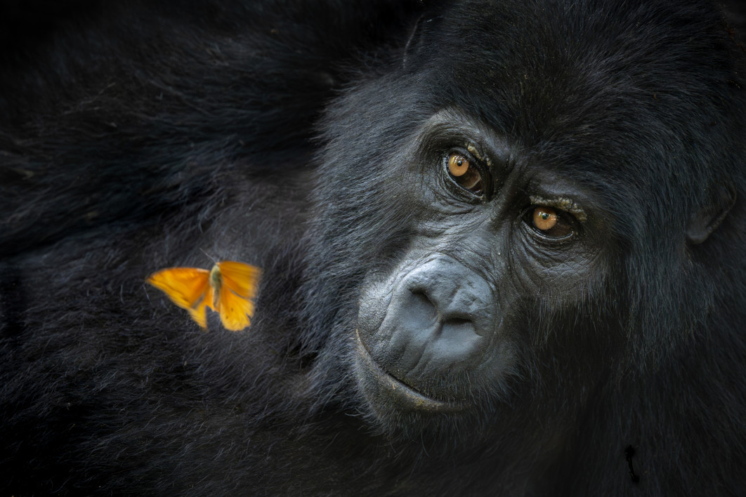Fot. Mary Schrader, "Shared Wonder", 1. miejsce w kat. Animal Portrait / Nature Photographer of the Year 2025