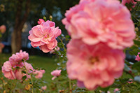 Sony DSC-QX100 - zdjęcia plenerowe