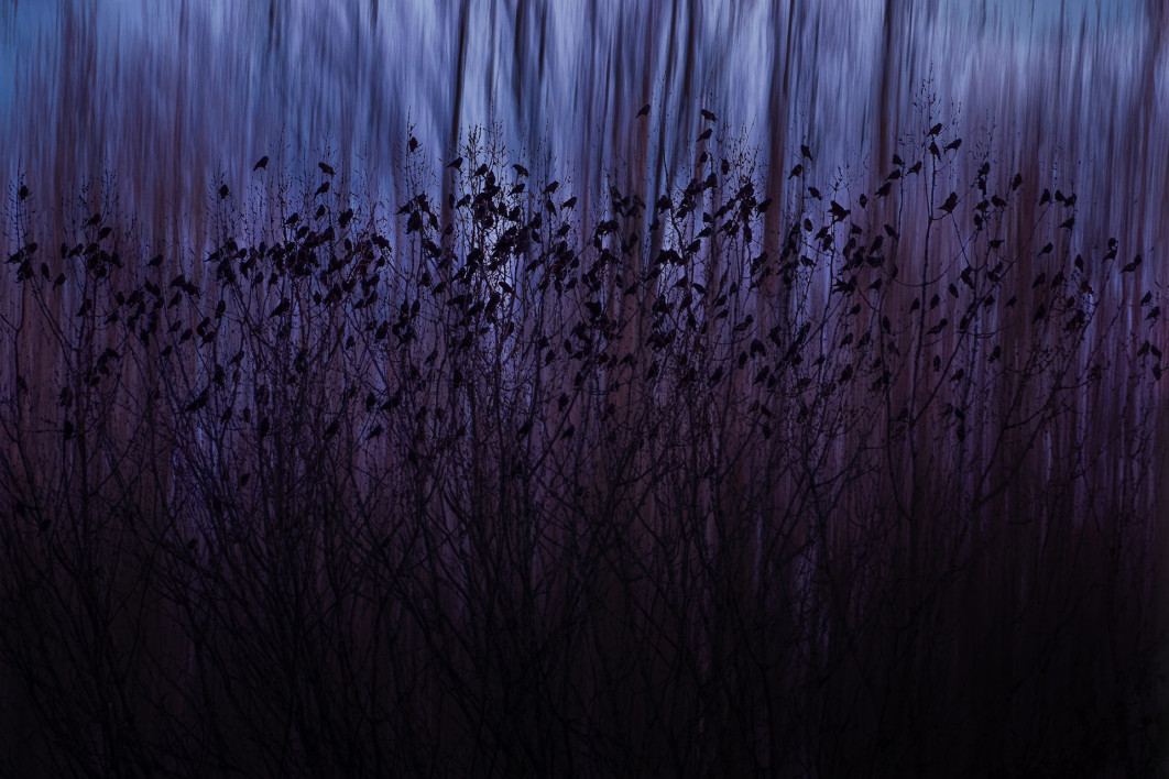 Fot. Mathijs Frenken, "Jackdaws at Dusk", 2. miejsce w kat. Nature of "De Langnden" / Nature Photographer of the Year 2025