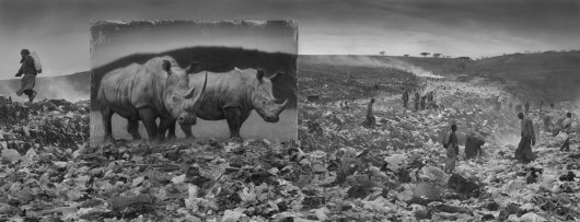 fot. Nick Brandt, Wasteland with Rhinos