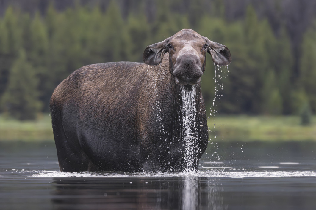 Fot. Alexander Hormann, "Runny Nose", zdjęcie finałowe / Nikon Comedy Wildlife Photograpy Awards 2026