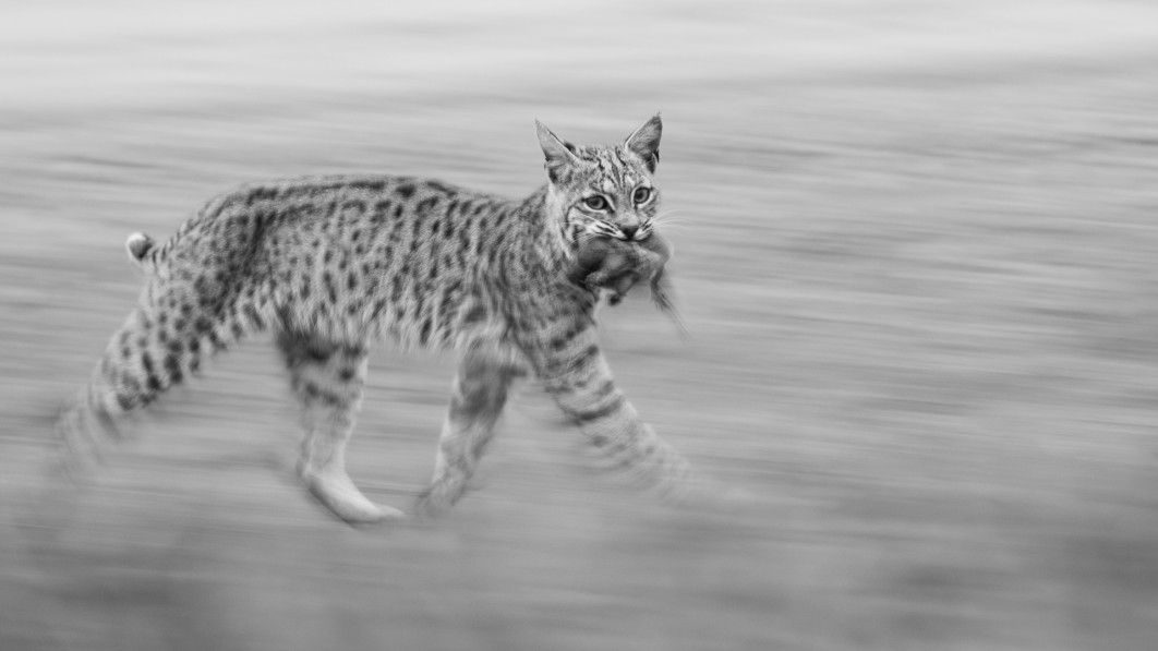 Fot. Leo Dale, "Panning Bobcat", 1. miejsce w kat. Youth / Nature Photographer of the Year 2025