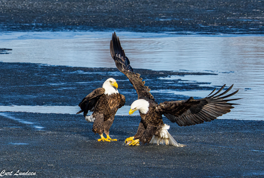 Fot. Curt Lundeen, "Fly Robbery", zdjęcie finałowe / Nikon Comedy Wildlife Photograpy Awards 2026