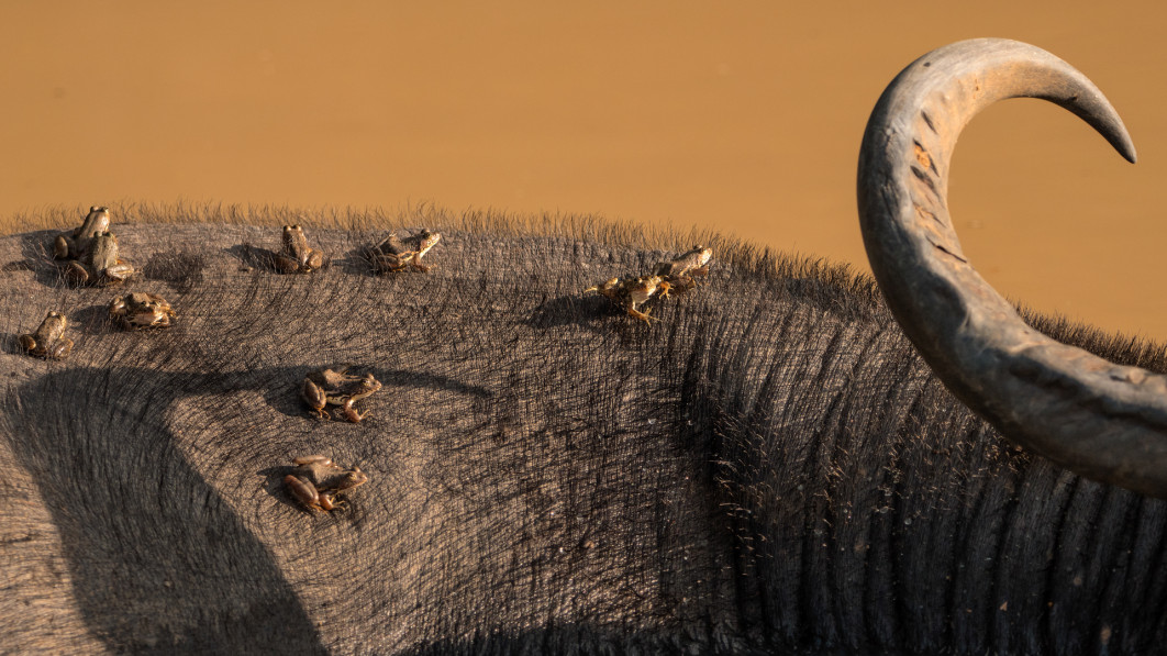 Fot. Merennege Chamathki Induwara Fernando, "On Gulliver's Back", 2. miejsce w kat Youth / Nature Photographer of the Year 2025