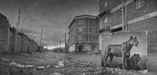 fot. Nick Brandt, Street with Lioness