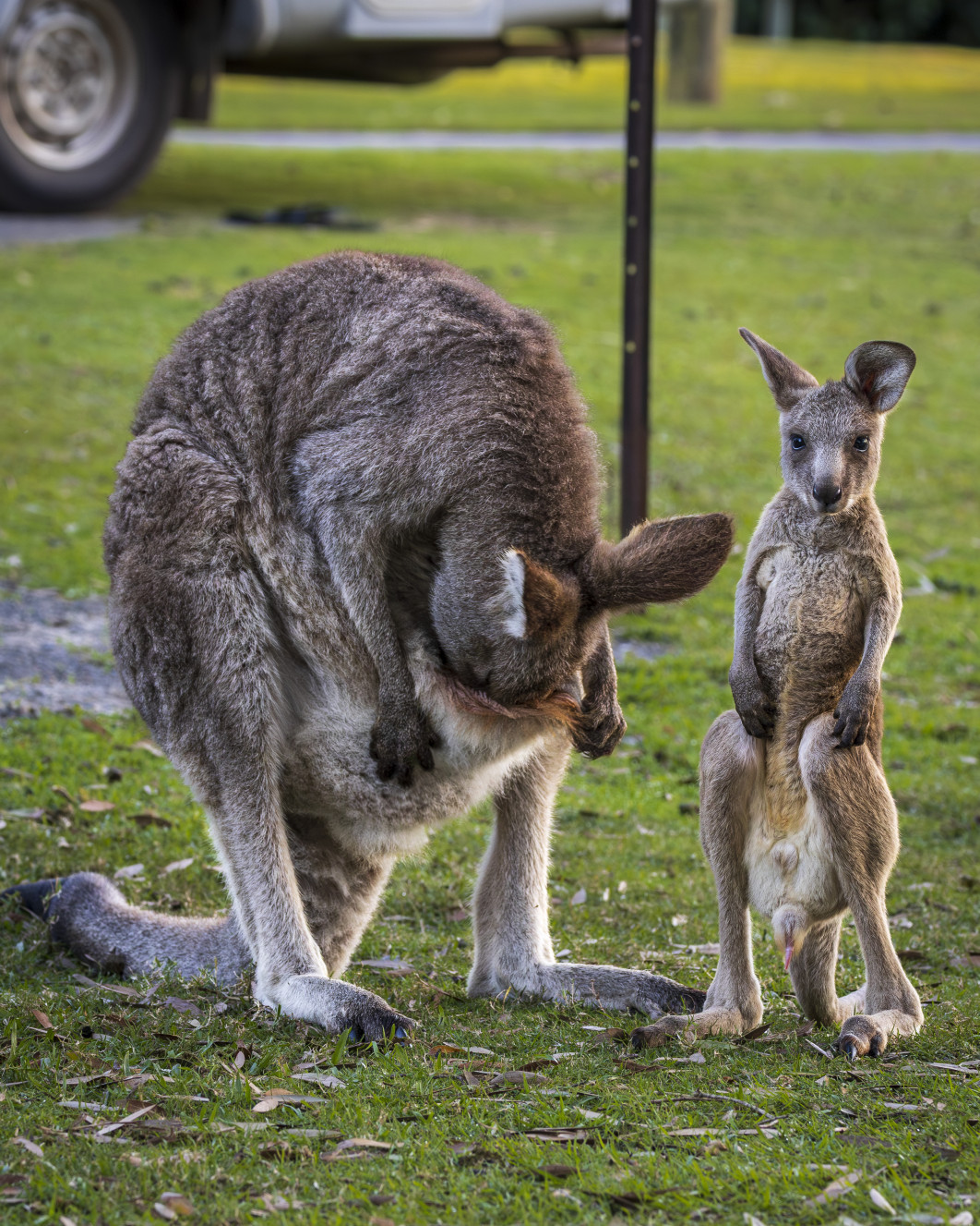 Fot. Heather Smith, "Investigation", zdjęcie finałowe / Nikon Comedy Wildlife Photograpy Awards 2026  