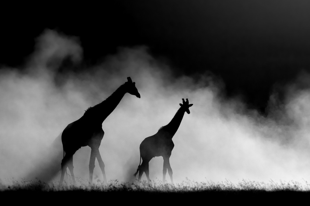 Fot. Rahul Sachdev, "Together in Light and Shadow", nagroda People's Choice Awards / Nature Photographer of the Year 2025