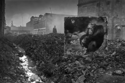 fot. Nick Brandt, Alleyway with Chimpanzee