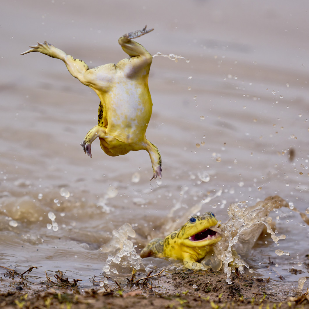 Fot. Jeremy Richards, "Acrobatic Bullfrog", zdjęcie finałowe / Nikon Comedy Wildlife Photograpy Awards 2026