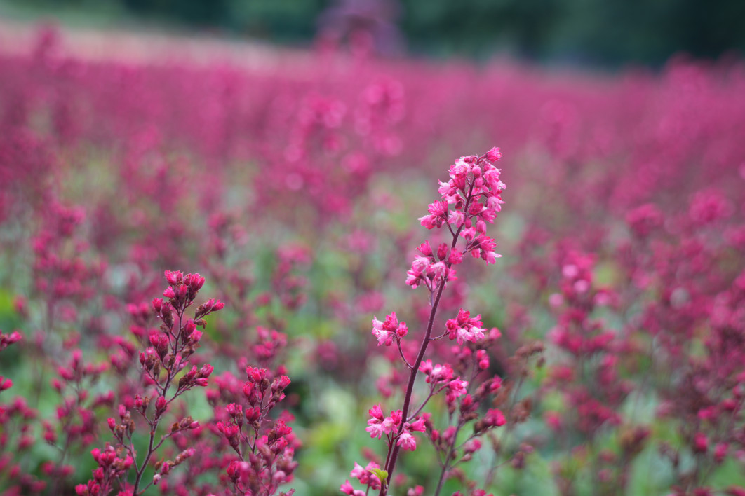 1/125 s, f/2.8, ISO 125, 50.0 mm