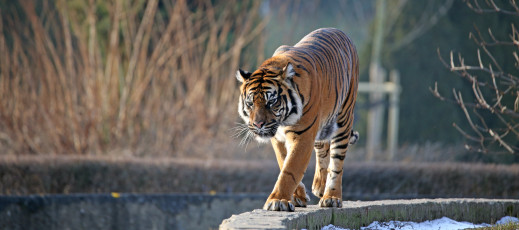 Tamron 100-400 mm F/4.5-6.3 Di VC USD - zdjęcia przykładowe