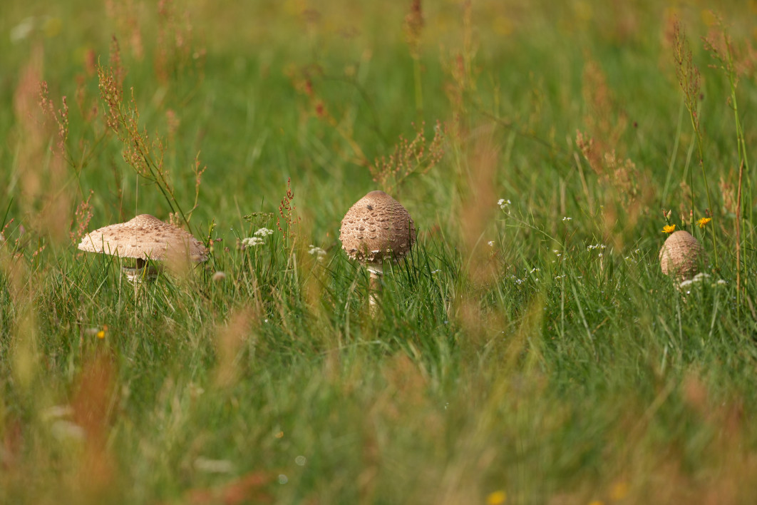 1/800 s, f/6.3, ISO 400, 600 mm